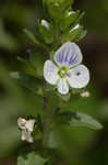 Thymeleaf speedwell